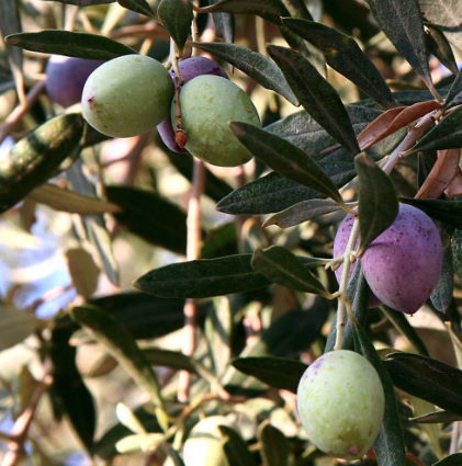 Συγκομιδή Ελιάς - cyprus food museum