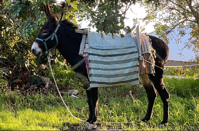 “Αθθυμούμαι…το γαούριν…»