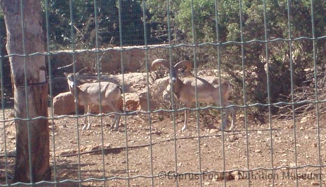 Κυπριακά αγρινά 