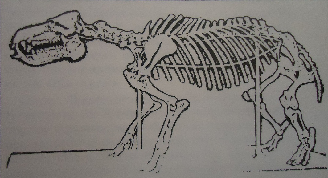 Σκελετός νάνου ιπποπόταμου (Hippopotamus minutus  ή Phanurios minutus) με βάση απολιθωμένα οστά που βρέθηκαν στην Κύπρο. Το θηλαστικό αυτό είχε μήκος 1, 40m και ύψος 0, 68m.
