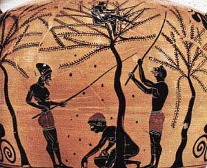 Συγκομιδή ελαιοκαρπού, Λεπτομέρεια από αμφορέα του 6ου αιώνα π.Χ.