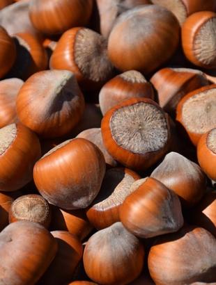 Φουντούκια