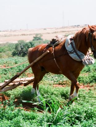 Όργωμα με ξύλινο αλέτρι.