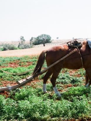 Όργωμα με ξύλινο αλέτρι.