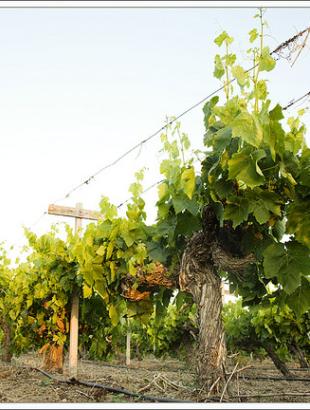 Αμπέλια στο Φασούρι.