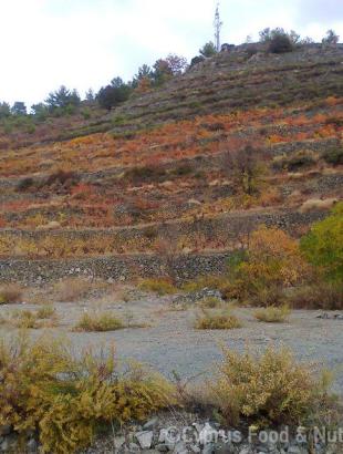 Καλλιέργεια αμπελιών σε επικλινές έδαφος με δόμες.