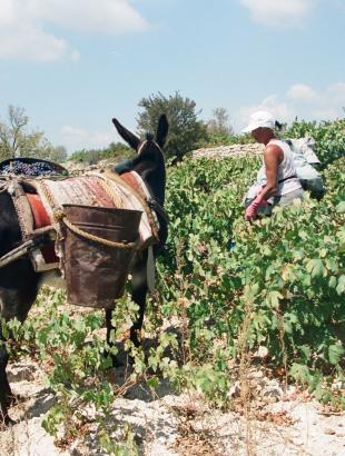Ο τρύγος. Τα σταφύλια τοποθετούνται σε κάδους, στερεωμένους στην πλάτη του γαϊδουριού