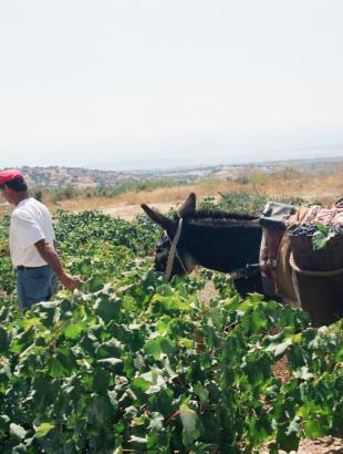 Ο τρύγος. Οι γεμάτοι κάδοι μεταφέρονται για άδειασμα.