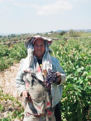 Το τρυγημένο σταφύλι.