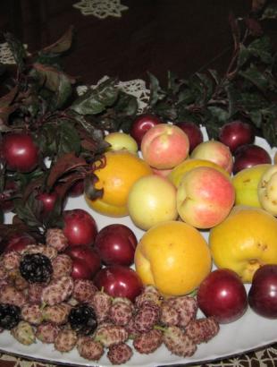 Φρούτα του καλοκαιριού, Κάτω Δρυς 2014.