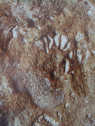 Απολιθώματα οστών και δοντιών νάνων ιπποπόταμων της Κύπρου (Phanurios minutus) σε περιοχή του χωριού Έμπα (επαρχία Πάφου).