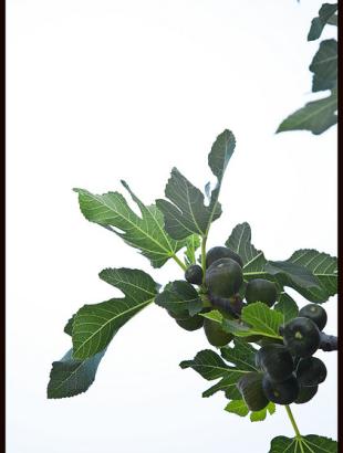 Σύκα άγουρα. &lt;br/&gt; Άδεια δημοσίευσης: Φ. Γεωργιάδης.