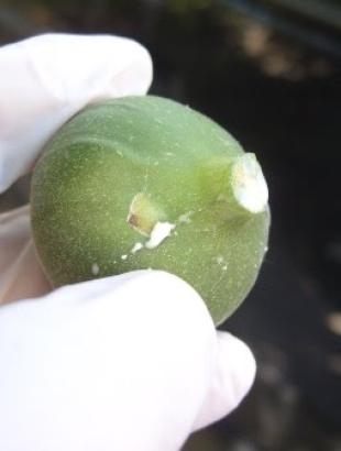 Τα σύκα πρέπει να είναι άγουρα και σφικτά.