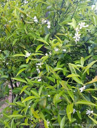 Ανθοί μανταρινιάς. &lt;br/&gt; Πηγή: Στάλω Λαζάρου.