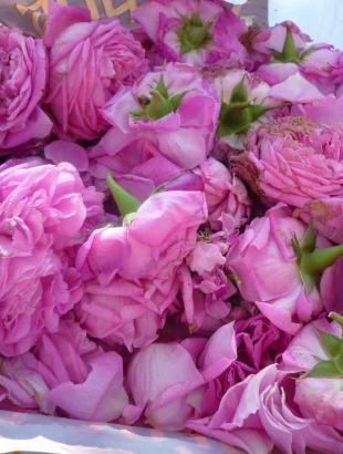 1.Συγκομιδή τριανταφύλλων . &lt;br/&gt; Πηγή: http://bougepas.blogspot.gr/ &lt;br/&gt;http://amateurdecuisine.blogspot.gr/