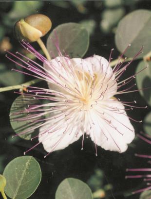 Καππάρι (φύλλα, καρποί και άνθη). &lt;br/&gt; Άδεια δημοσίευσης: Υπουργείο Γεωργίας.