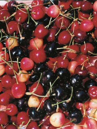 Κεράσια. &lt;br/&gt; Άδεια δημοσίευσης: Υπουργείο Γεωργίας.