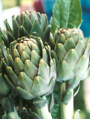 Αγκινάρες. &lt;br/&gt; Άδεια δημοσίευσης: Υπουργείο Γεωργίας.