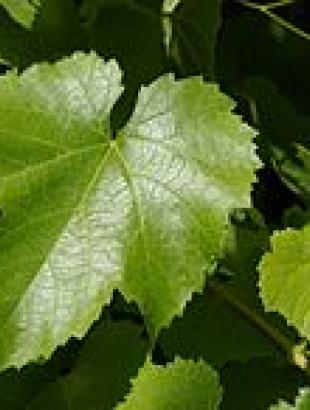 Κληματόφυλλα (φύλλα αμπελιού). &lt;br/&gt; Πηγή: https://en.wikipedia.org/wiki/Vitis_californica