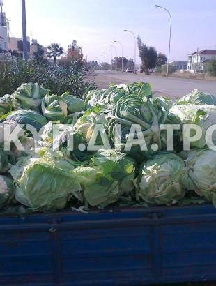 Κυπριακά κραμπιά και κουνουπίδια σε όχημα πλανοδιοπώλη.