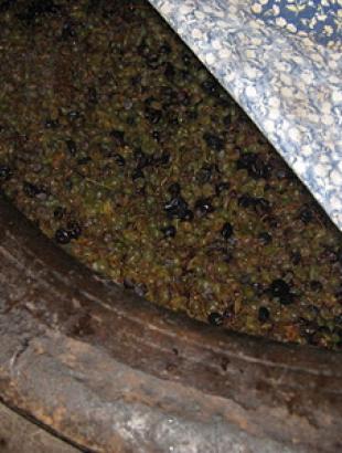 Πιθάρι με αλεσμένα σταφύλια, σε διαδικασία ζύμωσης.