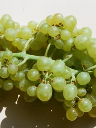 Κυπριακό σταφύλι άσπρο.