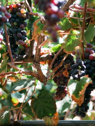 Κυπριακό σταφύλι μαύρο.