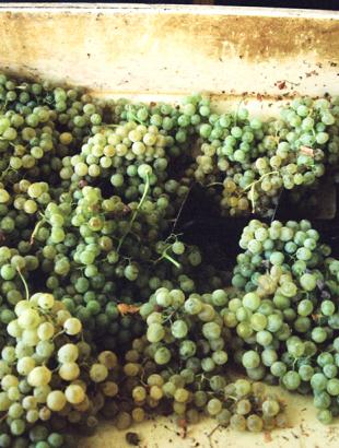 Άλεσμα σταφυλιών.