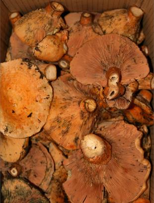 Μανιτάρια κόκκινα. &lt;br/&gt; Άδεια δημοσίευσης: Φ. Γεωργιάδης.