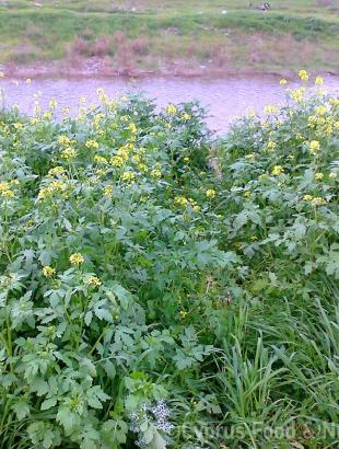 Λαψάνες. &lt;br/&gt; Πηγή: Στάλω Λαζάρου.