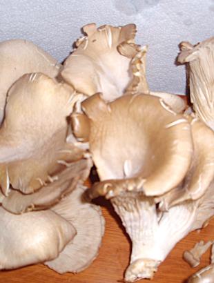 Μανιτάρια της αναθρήκας. &lt;br/&gt; Πηγή: Χριστιάνα Χριστοφή.