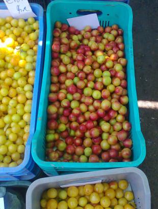 Δαμάσκηνα διαφόρων ποικιλιών, προς πώληση.