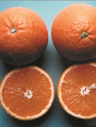 Μανταρίνια. &lt;br/&gt; Άδεια δημοσίευσης: Υπουργείο Γεωργίας.