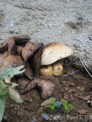 Μανιτάρια. &lt;br/&gt; Πηγή: Στάλω Λαζάρου.