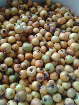 Μόσφιλα πλυμένα. 23/10/2013, Τερσεφάνου, Λάρνακα. Εκτέλεση Ελπινίκη Χατζησυμεού. &lt;br/&gt; Πηγή: Θέκλα Καλλή.