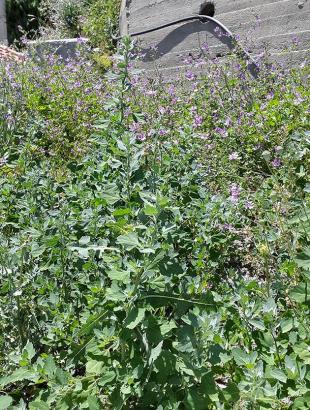 Μολόχες ανθισμένες.