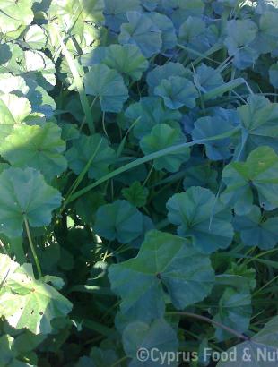 Μολόχες. &lt;br/&gt; Πηγή: Στάλω Λαζάρου.