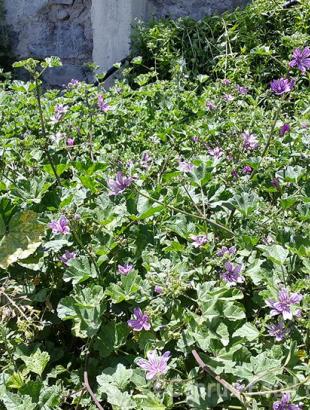 Μολόχες ανθισμένες, Κυπερούντα. &lt;br/&gt; Πηγή: Στάλω Λαζάρου.