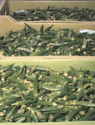 Μπάμιες. &lt;br/&gt; Άδεια δημοσίευσης: Υπουργείο Γεωργίας.