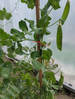 Μπιζελιά, Κυπερούντα. &lt;br/&gt; Πηγή: Στάλω Λαζάρου.