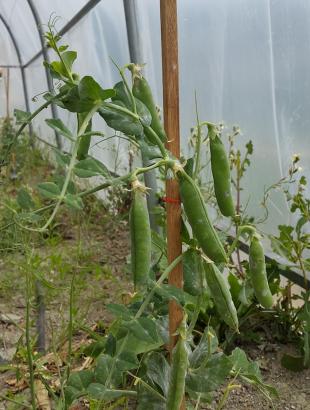 Μπιζελιά, Κυπερούντα. &lt;br/&gt; Πηγή: Στάλω Λαζάρου.