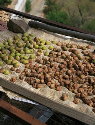 Σύκα απλωμένα για αποξήρανση και παρασκευή παστόσυκων. Μιλικούρι.