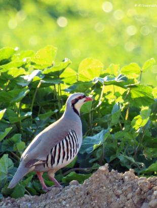 Πέρδικα. &lt;br/&gt; Άδεια δημοσίευσης: Φ. Γεωργιάδης.