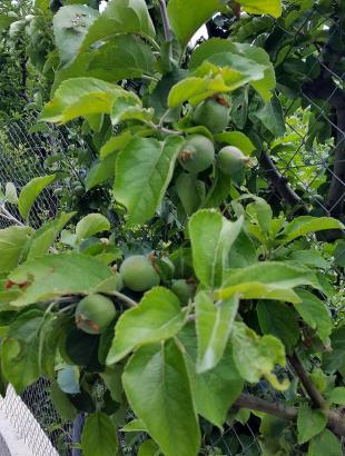 Μηλιά με μήλα άγουρα, Κυπερούντα. &lt;br/&gt; Πηγή: Στάλω Λαζάρου.