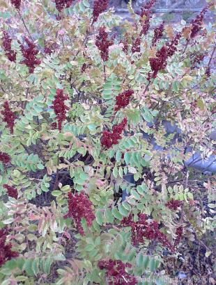 Σουμάκι (φυτό). &lt;br/&gt; Πηγή: Στάλω Λαζάρου.