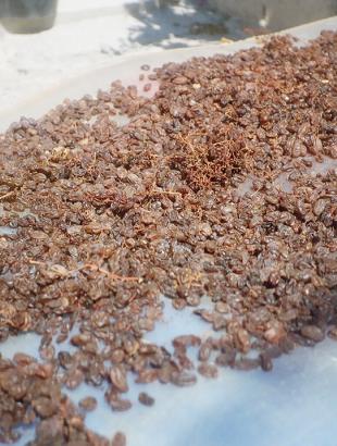 Σταφίδες απλωμένες στον ήλιο για αποξήρανση.