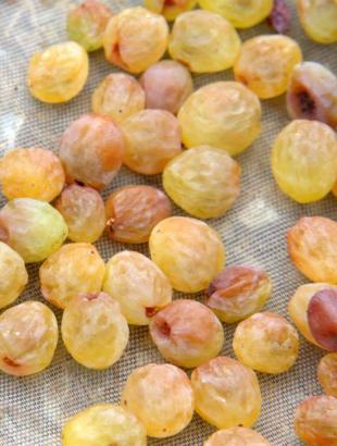 Ξανθή σταφίδα σε διαδικασία αποξήρανσης.