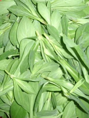 Στρουθκιά κομμένα. &lt;br/&gt; Πηγή: Χριστιάνα Χριστοφή.