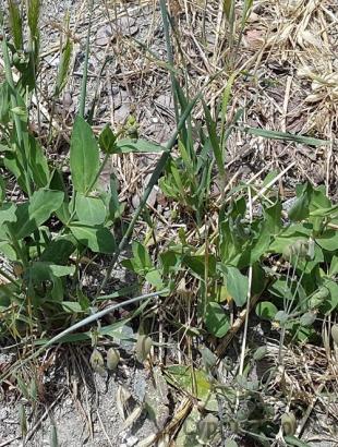 Στρουθκιά, Κυπερούντα. &lt;br/&gt; Πηγή: Στάλω Λαζάρου.