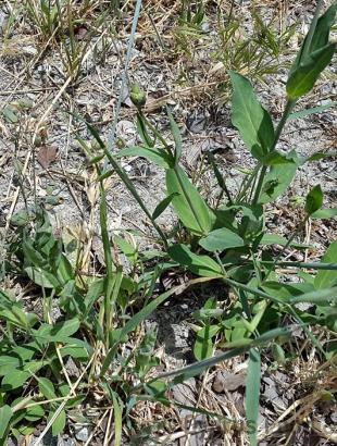 Στρουθκιά, Κυπερούντα. &lt;br/&gt; Πηγή: Στάλω Λαζάρου.